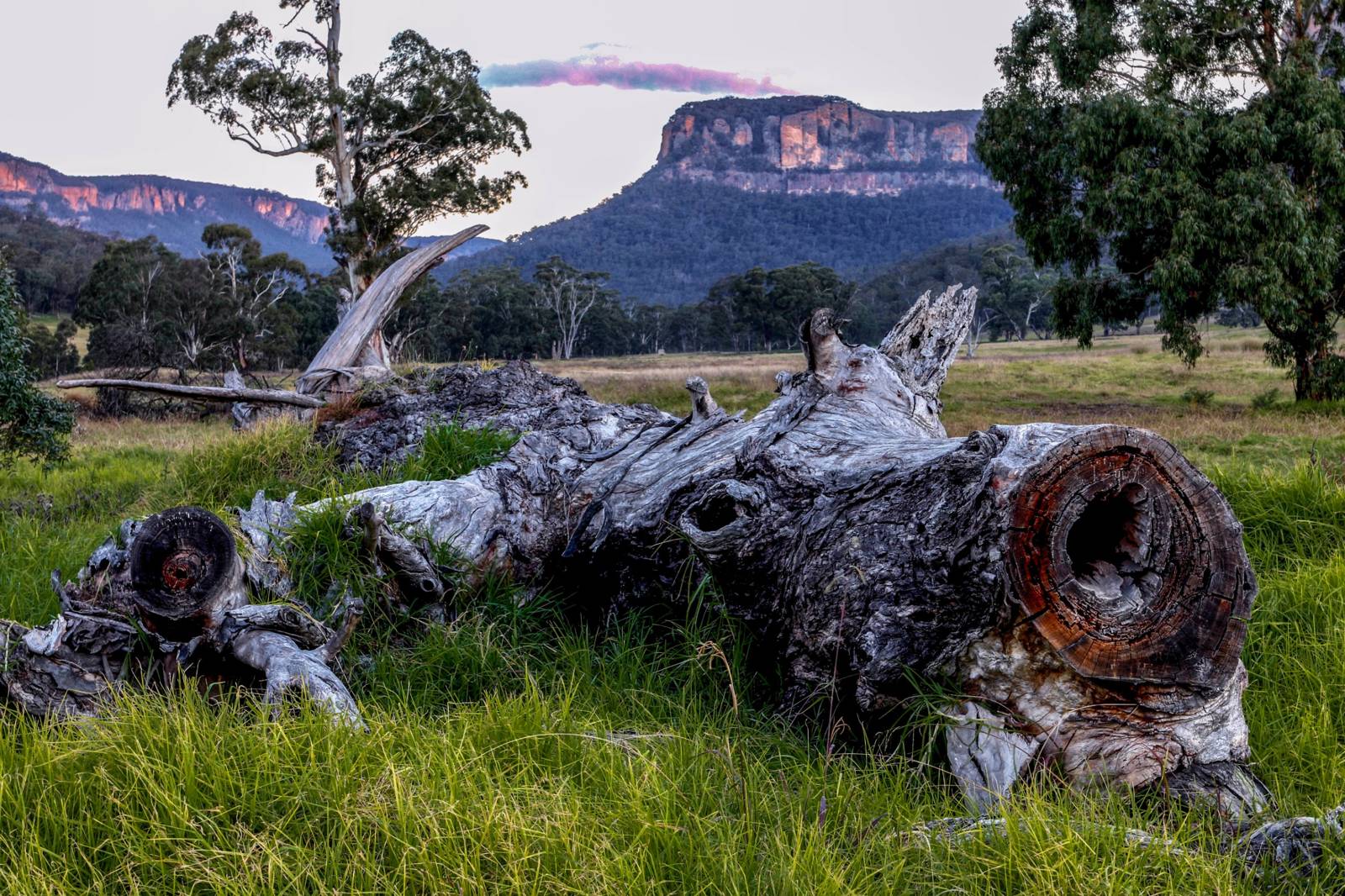 Fallen gum below the escarpment